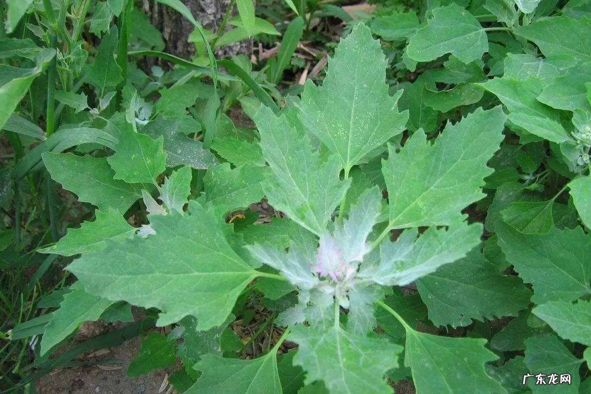 农村的灰灰菜千万别乱吃，把它晒干烧成灰有2大用途，谁用谁知道