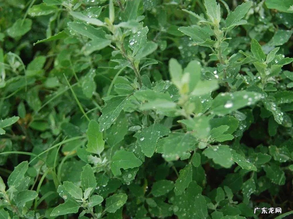 农村的灰灰菜千万别乱吃，把它晒干烧成灰有2大用途，谁用谁知道