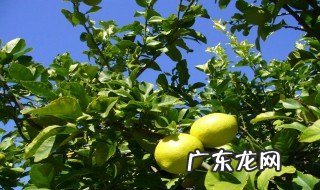 柠檬树什么时候开花什么时候结果 柠檬树在什么季节开花
