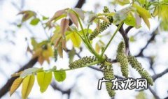 核桃树上的花能吃吗 核桃树上的花能吃吗图片