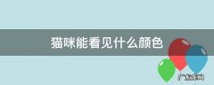 猫咪能看见什么颜色的逗猫棒 猫咪能看见什么颜色