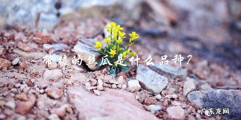 带棱的丝瓜是哪个品种？