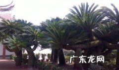 铁树砍头后多长时间能发芽 铁树锯掉头还能活吗