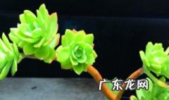 薄化妆的养护 薄化妆养护