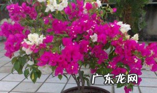三角嫁接怎么养护 三角嫁接落地