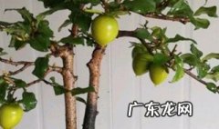 金弹子春天养护 金弹子春天怎么施肥