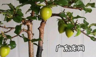 金弹子春天养护 金弹子春天怎么施肥