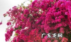 烂根三角梅移盆后怎样养护 烂根三角梅移盆后怎样养护好