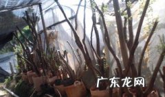映山红盆景栽培技术 映山红盆景树桩的养护