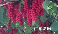 枸杞子和五味子泡水喝的功效 五味子泡水喝的功效