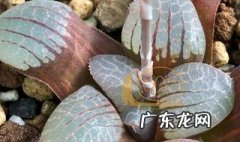 多肉火凤凰的养护介绍 多肉十二卷火凤凰克养护