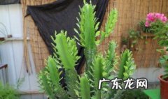 龙骨树怎么种植 龙骨树养护