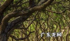 刚买的榕树怎么处理 刚买的榕树怎样养护