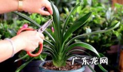 君子兰春季换土后的养护和管理 君子兰春季换土后的养护