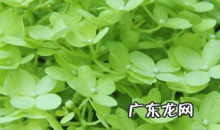 圆锥绣球如何养护视频 圆锥绣球如何养护