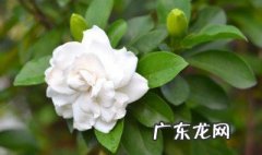 栀子花几月份扦插好 栀子花几月插杆栽培好