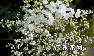 珍珠绣线菊的作用 珍珠绣线菊怎么养护