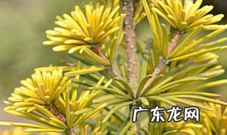 金松是什么植物 金松养护