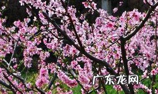 三月是哪一个季节 三月是哪一个季节英语