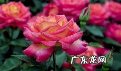 夏季月季花怎么养 夏季月季花的养殖方法和注意事项