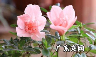 杜鹃的养护方式是什么 杜鹃的养护方式