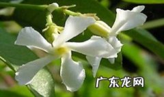风车茉莉花期前的养护与管理 风车茉莉花期前的养护