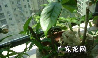 栀子花扦插后的养护管理方法 栀子花扦插后的养护管理
