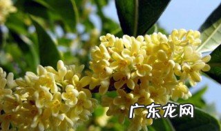 桂花树开的季节 桂花树开的季节是几月