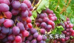 葡萄是哪个季节长的最快 葡萄是哪个季节长
