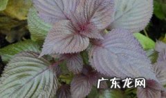 紫苏适合什么季节种植 紫苏适合什么气候生长
