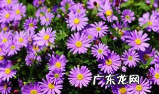 姬小菊好养活吗 姬小菊春季养护