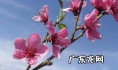 春分属于什么季节的节气 春分属于什么季节
