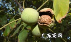 什么季节摘核桃最好 什么时候摘核桃最好