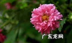 山菊什么时候开花 山菊花是什么季节开的