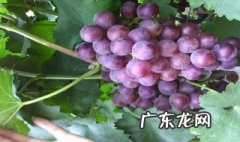 葡萄是哪个季节长的 葡萄是哪个季节长的最快