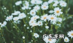 小雏菊哪个季节开 小雏菊什么季节开