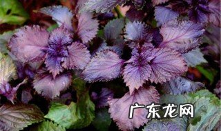 紫苏什么季节采收 紫苏什么季节采收药效最好