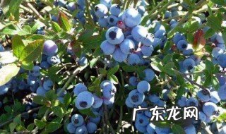 成都蓝莓什么季节成熟 成都蓝莓价格