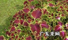 紫苏什么季节可以扦插繁殖 紫苏什么季节可以扦插
