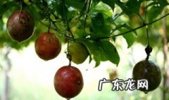 什么季节百香果才结果 什么季节百香果才结果实