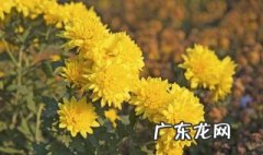菊花是在什么季节生长的 菊花是在什么季节生长
