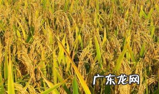 谁是最早种植水稻的国家 最早种植水稻的国家