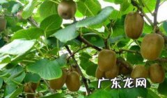 猕猴桃嫁接最佳时间 猕猴桃嫁接最佳时间 成活率高