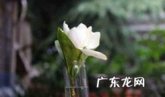栀子花能晒太阳吗