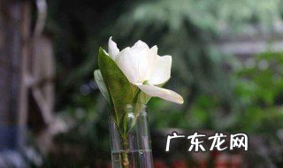 栀子花能晒太阳吗