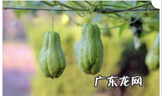 葵瓜什么时候种植 葵瓜什么时候种植最合适