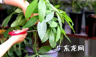 大发财树的养护知识图片 大发财树的养护知识