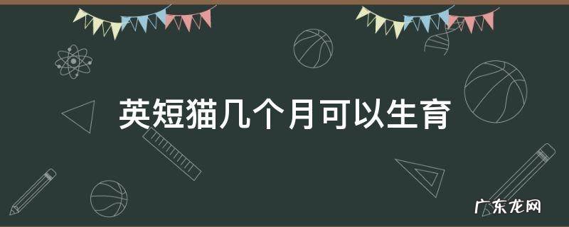 英短猫一生可以生育几次 英短猫几个月可以生育