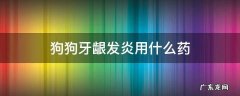狗狗牙龈发炎用什么药 狗狗牙龈发炎用什么药狗狗喝了阿莫西林会要睡觉吗