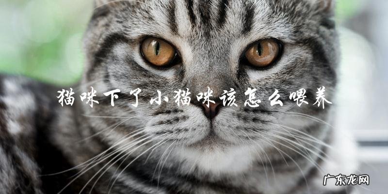 如何正确喂养刚出生的小猫咪?